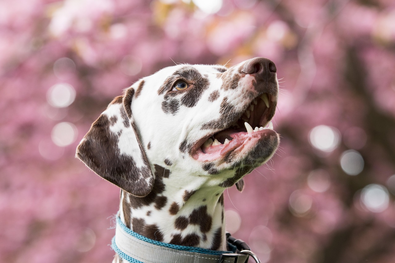 Calm dog portrait for Arizona dog bite attorney hero image (non-graphic)